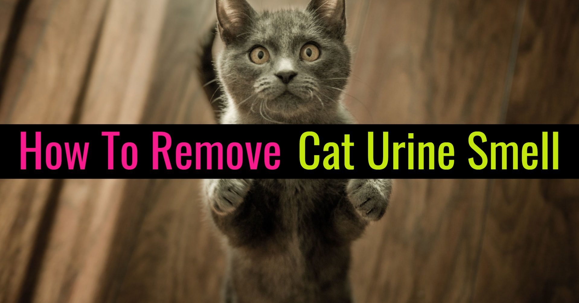 Cat Pee Smell Remover-DIY Enzyme Cleaner for Cat Urine - how to remove cat urine pee smell
