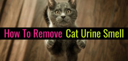 Cat Pee Smell Remover-DIY Enzyme Cleaner for Cat Urine