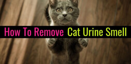 Cat Pee Smell Remover-DIY Enzyme Cleaner for Cat Urine  - a simple homemade enzyme cleaner for cat urine to get that cat pee STINK out of your house and belongings... and YES, it REALLY works...